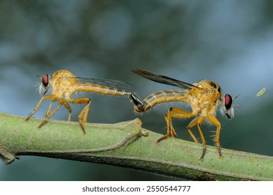 Robberflies perch on tree branches while mating - Powered by Shutterstock