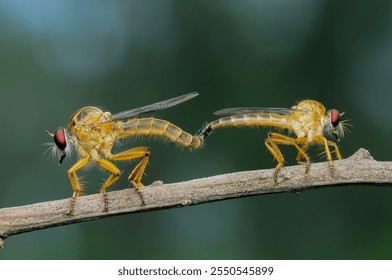 Robberflies perch on tree branches while mating - Powered by Shutterstock