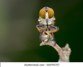 Robberfly