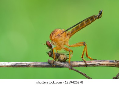 robberfly is eating