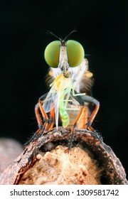 Robberfly Eating Before Going Stock Photo 1309581742 | Shutterstock