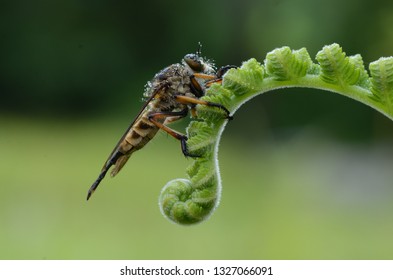 Robberfly And Fern