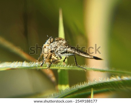 Robberfly got an nsect for prey