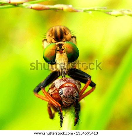 Similar – Image, Stock Photo rub legs and go… Nature