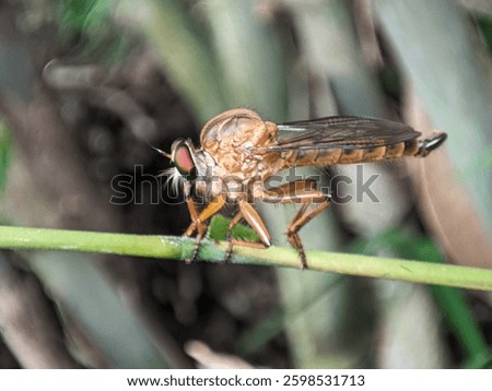 A robberfly testing on the branch