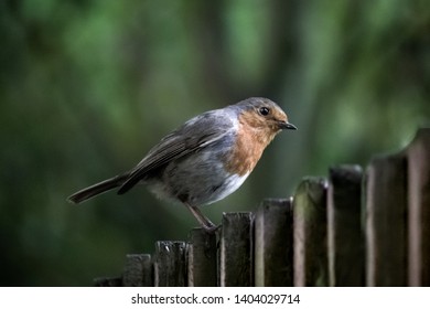 Robbin Peering Over a Fence
