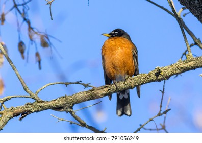 Robbin Winter Tree Stock Photo 791056249 | Shutterstock