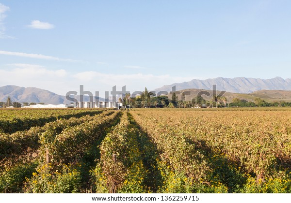 Robertson Western Cape South Africa 28th Stock Photo (Edit Now) 1362259715