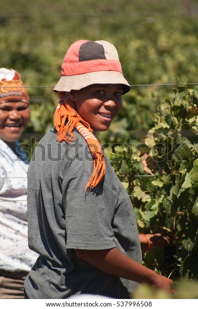 ROBERTSON,SOUTH AFRICA - FEB.18: black men pick\
grapes during the harvest season on 18th february 2010 in\
Robertson, south\
africa.