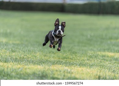 Robie The Boston Terrier Puppy