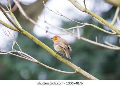 robin