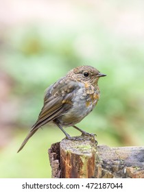 Robin