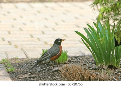 Robin