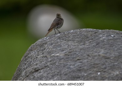 robin