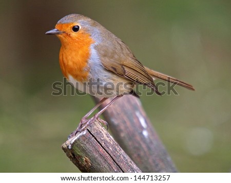 Robin