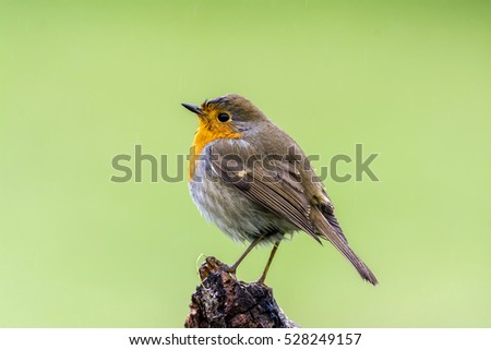 Similar – Image, Stock Photo Robin with trapped insect