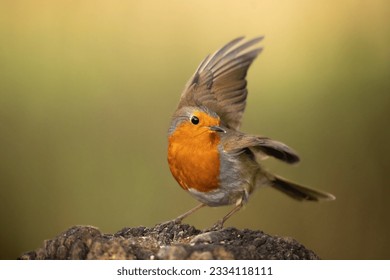 Robin about to take off! - Powered by Shutterstock