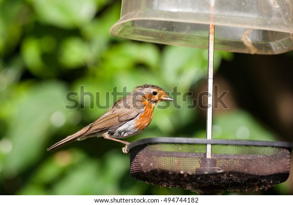 Robin Alert On Wire Mesh Bird Stock Photo Edit Now 494744182