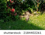 Robin in the back  garden