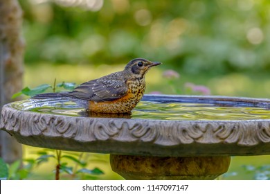 Robin Bathing In Bird Bath
