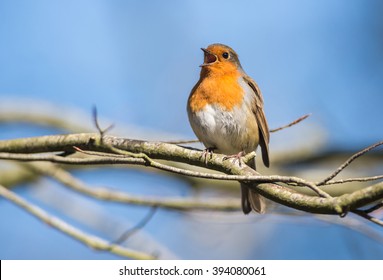 Robin Bird Chirping And Singing