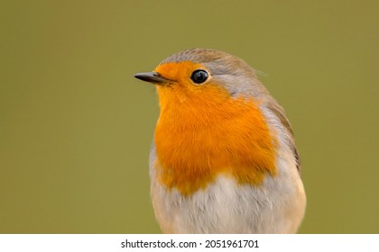 Robin Bird Close Up With The Focus On The Eye