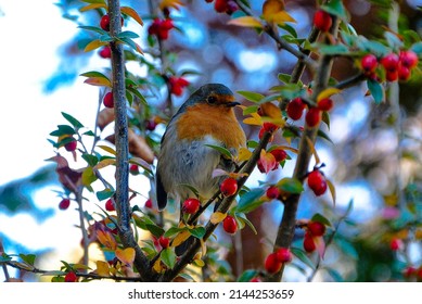 Robin Bird Close Up Wallpaper