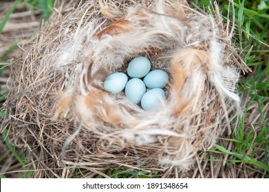 Robin bird eggs. five pieces of small light bluewhere mottled shells lie in a nest coiled from feathers and dry twigs