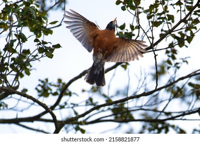 A Robin Bird Flying Near The Branches Of A Tree