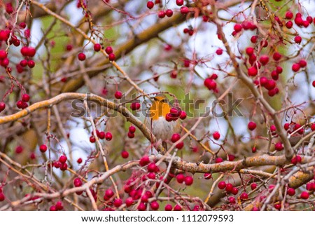 Similar – Red robin bird Nature