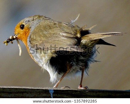 Similar – Image, Stock Photo Pretty bird Beautiful Life