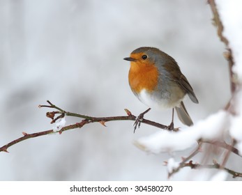 A Robin Bird On A Snow Covered Branch