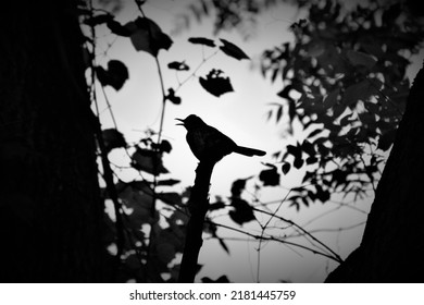 Robin Bird Silhouette In A Tree 