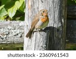 A robin bird sits on a wooden perch, from the flycatcher family.