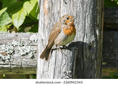 A robin bird sits on a wooden perch, from the flycatcher family.