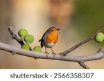 robin, a bird sitting on a tree branch, on a branch. Robin and trees