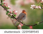 a robin bird is sitting in a sunny spring garden on a branch of an apple tree with pink flowers