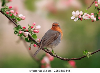 a robin bird is sitting in a sunny spring garden on a branch of an apple tree with pink flowers