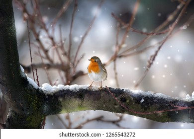 Robin Bird In The Snow