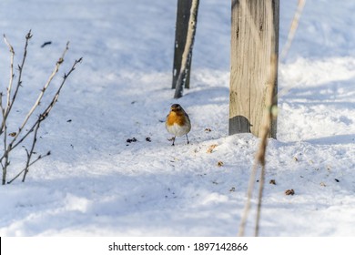 Robin Bird In The Snow In Search Of Food In Sunny Winter Weather