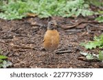 Robin Bird in Spring after a rain shower