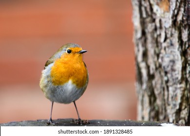 Robin Bird Standing On A Wooden Feeder