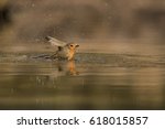 Robin bird taking a bath in a puddle - roodborstje - erithacus rubecula 