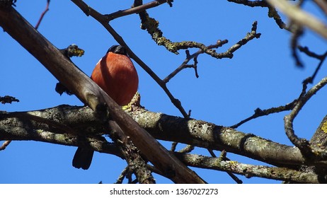 robin bird in a tree