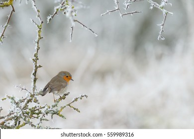 Robin Bird In A Winter Setting