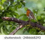 Robin. British wild bird sitting on a tree branch.