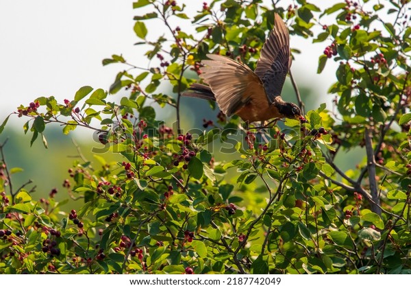 Robin in the bush\
flying