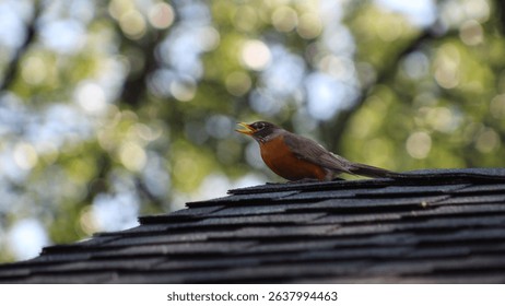 a robin calling out while watching from a rooftop. a bokeh light effect is created on the tree canopy by the sun in the background. elegant bird design element.