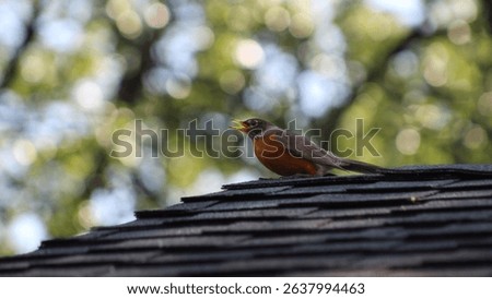 a robin calling out while watching from a rooftop. a bokeh light effect is created on the tree canopy by the sun in the background. elegant bird design element.