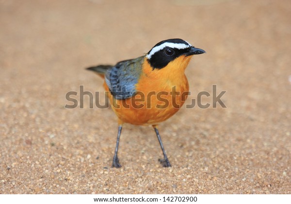 Robin Cape Chat Birds Typical African Stock Photo Edit Now